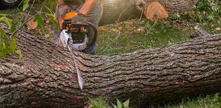 Reliable Shannon, GA Tree Care Solutions